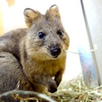 Quokka公式 (@quokka_4649) 's Twitter Profile Photo