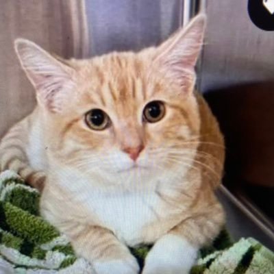 st_vandam's profile picture. 