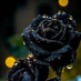 Rain Thorn (@rainthorn94) Twitter profile photo Rain Thorn (@rainthorn94) Twitter profile photo