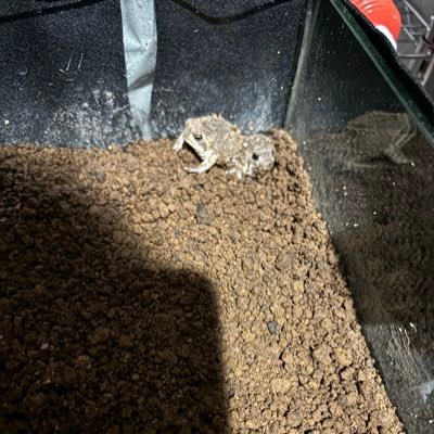 nanagawm's profile picture. ホオアカドロガメ飼ってます。