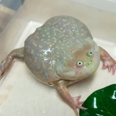 MartyMcFrog's profile picture. 