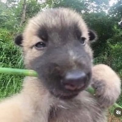 skrrerree's profile picture. g u m a y u s i . . .#T1WIN