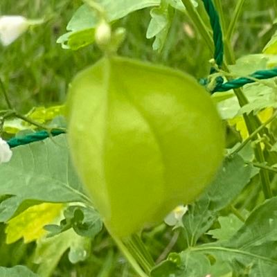 pompon (@0945Pon) / Posts / X