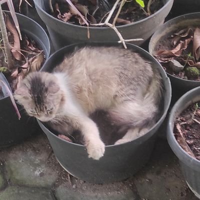 _Accosato_'s profile picture. anyone here?