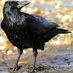 CrowFather (@tabukim) Twitter profile photo CrowFather (@tabukim) Twitter profile photo