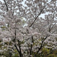 ＠coin (@scoin14148181) 's Twitter Profile