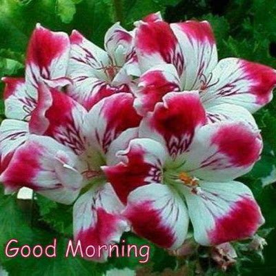 GanjiVisha1137's profile picture. 