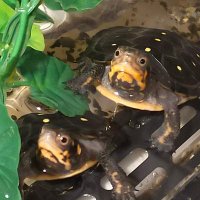 かめマート。 (@8mc6gw09zu46185) Twitter profile photo