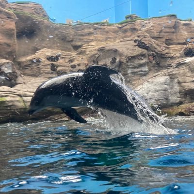 based_drafter's profile picture. NPBドラフトの指名予想するアカウント…のはず…？日常のつぶやき多め。投資・宗教・エロ系の勧誘アカウントはスパブロします