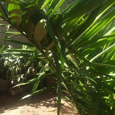 RugigaJulius's profile picture. 