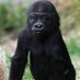 Tiny Gorilla (@gorilla_tiny) Twitter profile photo Tiny Gorilla (@gorilla_tiny) Twitter profile photo