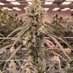 Blaze Potthead (@blazepotthead) Twitter profile photo Blaze Potthead (@blazepotthead) Twitter profile photo
