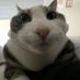 Vaish (@wishee0) Twitter profile photo