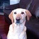 Lisa plante - @lisa_plante - Twitter