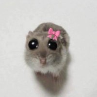 Dúnia González (@mochidecoquito) 's Twitter Profile