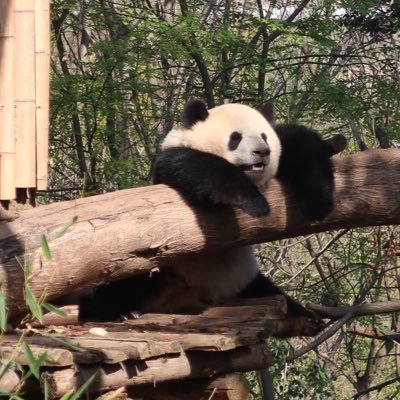 zhangjie212's profile picture. 