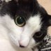 Melmo & Tama (@melmothecat) Twitter profile photo Melmo & Tama (@melmothecat) Twitter profile photo