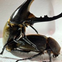 イア (@cxw164k2ru62213) 's Twitter Profile Photo