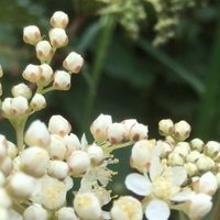 Meadowsweet (@a_meadowsweet) 's Twitter Profile Photo Meadowsweet (@a_meadowsweet) 's Twitter Profile Photo