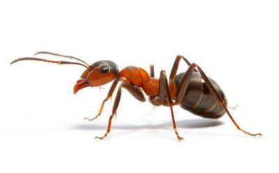 This is the Ant beautiful friend 🎶🎵
This is the Ant, my only friend, the Ant 🎶🎵