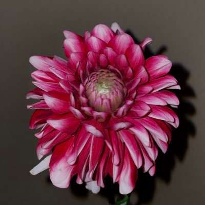 aaaaaaaaaa__jp's profile picture. interior/product/rhinoceros/grasshopper/c4d/processing/(3dp)