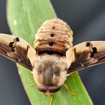 Lockseyb's profile picture. 