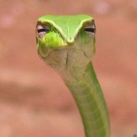 Judge Snake (@timeplanb) 's Twitter Profile