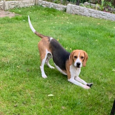 Lynne119164's profile picture. mischievous beagle boy 21/09/22