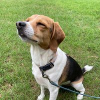 Hank a Pocket Beagle & Harlow too (@news4me72) 's Twitter Profile