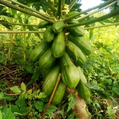 Agrifoodchemix(E.A).ltd:-Farming,Foods&Chemicals
Advocates of Conservation Agriculture.Promoting Agriculture & AgriBusiness for food security and wealth c