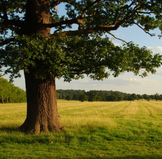 oakenbookcase's profile picture. Bookworm, podcaster, reviewer of fantasy and sci-fi at Tea in the Treetops blog, editor of fiction, writer for fun. #spnfamily. Aka @_Angelya.