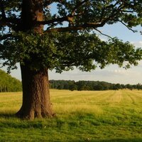 Anni in the Treetops (@oakenbookcase) 's Twitter Profile