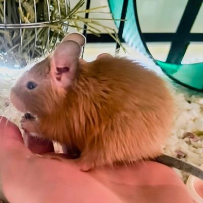 wagaya_pet's profile picture. 【テトプロフ】
2024.5.18 生まれ ♂ / 6.18 お迎え /サンドカラー

【過去飼育】
ハムスター/セキセイインコ/ミドリガメ/メダカ/和金/デメキン/ウサギ/ハリネズミ

⭐️Favorite
ゲーム🎮️/アニメ📺️/マンガ📚️/映画🎞️/動物🐀/花澤香菜/福山雅治/PCなど機器関連
