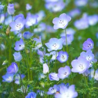 咲🌱 (@memoryphoto_m) 's Twitter Profile Photo 咲🌱 (@memoryphoto_m) 's Twitter Profile Photo