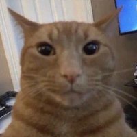 mr mtl (@oneusblade) 's Twitter Profile