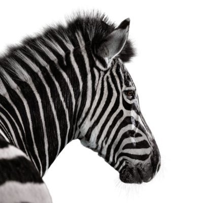 Investec Profile