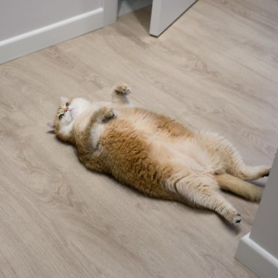 HosicoTheCat's profile picture. Hello I'm Hosico ,Hosico the Cat and I'm about to be sent to the moon. Follow me on my journey :)