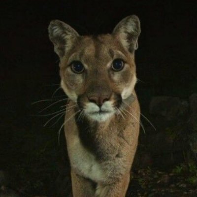 301communism's profile picture. la voix du nature