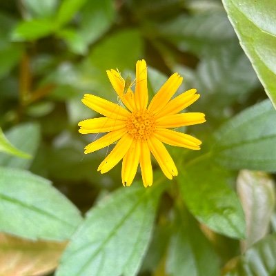 shadpome's profile picture. 