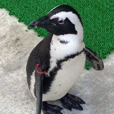 ペンギン 11/16 東7 P-20b (@penguindayo0417) / Posts / X