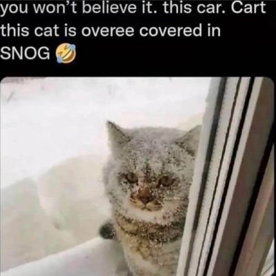 Spokains's profile picture. meow