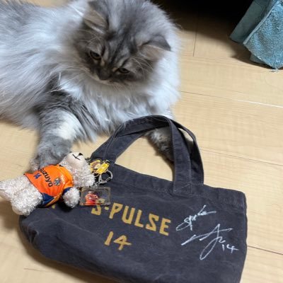 mm0_f0's profile picture. spulse🧡14🐈 #エスパルスねこ部