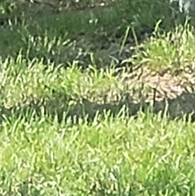 tomstorm's profile picture. 