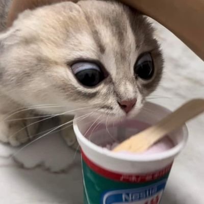 Nouvelianさんのプロフィール画像