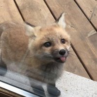 ✧┆lüge (@solarchai_) 's Twitter Profile