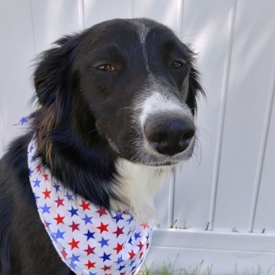 LeelandTaylor's profile picture. Judgmental border collie gonna judge...