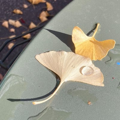 silverstaple's profile picture. Hey guys its me the real Silverstaple and IM SOMETJING‼️ he/him.. what else do you put here