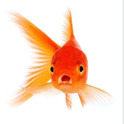 アクアポニックスに関する記事を中心に私の身の回りのこと、皆さんに問い掛けたいことなどアップしてまいります。 将来的には海外の沙漠地帯でアクアポニックス農場を広げていきたい、という夢を持っています。