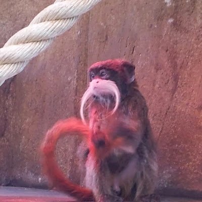 ArchDukeFranz7's profile picture. Back from the naughty step