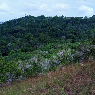 Ayorodavido's profile picture. 